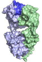 Structure of human antibody fragment specific for tetanus toxoid