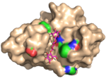 Structure of a carbohydrate-specific module in complex with a glucose oligomer