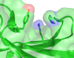 Structure of a carbohydrate-bindning module evolved for specificity to a branched carbohydrate, non-fucosylated xyloglucan