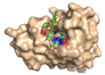 Structure of an evolved carbohydrate-specific module in complex with xyloglucan oligomer