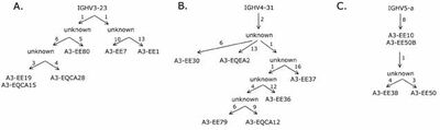 Evolution paths taken by IgE genes