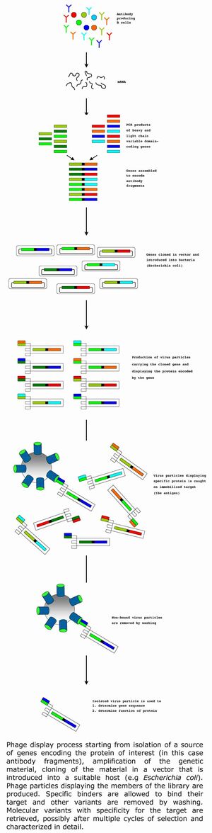 Outline of the phage display process