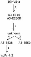 Evolution of a clonotype IGHV5-51 gene