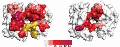 3D model of antibody diversity 